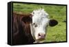 Cow of Aosta Valley, Vetan, Aosta Valley, Italian Alps, Italy-Nico Tondini-Framed Stretched Canvas