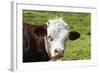 Cow of Aosta Valley, Vetan, Aosta Valley, Italian Alps, Italy-Nico Tondini-Framed Photographic Print