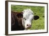 Cow of Aosta Valley, Vetan, Aosta Valley, Italian Alps, Italy-Nico Tondini-Framed Photographic Print