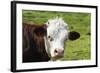 Cow of Aosta Valley, Vetan, Aosta Valley, Italian Alps, Italy-Nico Tondini-Framed Photographic Print