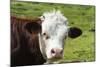 Cow of Aosta Valley, Vetan, Aosta Valley, Italian Alps, Italy-Nico Tondini-Mounted Photographic Print