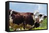 Cow of Aosta Valley, Vetan, Aosta Valley, Italian Alps, Italy-Nico Tondini-Framed Stretched Canvas