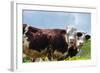 Cow of Aosta Valley, Vetan, Aosta Valley, Italian Alps, Italy-Nico Tondini-Framed Photographic Print