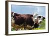 Cow of Aosta Valley, Vetan, Aosta Valley, Italian Alps, Italy-Nico Tondini-Framed Photographic Print
