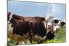 Cow of Aosta Valley, Vetan, Aosta Valley, Italian Alps, Italy-Nico Tondini-Mounted Photographic Print