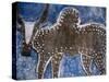 Cow on a Graveyard Headstone near an Oromo village, Ethiopia-Janis Miglavs-Stretched Canvas