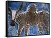 Cow on a Graveyard Headstone near an Oromo village, Ethiopia-Janis Miglavs-Framed Stretched Canvas