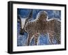 Cow on a Graveyard Headstone near an Oromo village, Ethiopia-Janis Miglavs-Framed Premium Photographic Print