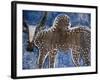 Cow on a Graveyard Headstone near an Oromo village, Ethiopia-Janis Miglavs-Framed Photographic Print