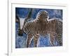 Cow on a Graveyard Headstone near an Oromo village, Ethiopia-Janis Miglavs-Framed Photographic Print