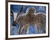 Cow on a Graveyard Headstone near an Oromo village, Ethiopia-Janis Miglavs-Framed Photographic Print