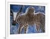 Cow on a Graveyard Headstone near an Oromo village, Ethiopia-Janis Miglavs-Framed Photographic Print