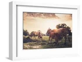 Cow on Grass Meadow Vintage-SweetCrisis-Framed Photographic Print