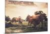 Cow on Grass Meadow Vintage-SweetCrisis-Mounted Photographic Print