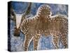 Cow Painted on a Headstone Near an Oromo Village, Ethiopia-Janis Miglavs-Stretched Canvas