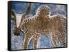 Cow Painted on a Headstone Near an Oromo Village, Ethiopia-Janis Miglavs-Framed Stretched Canvas