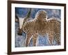 Cow Painted on a Headstone Near an Oromo Village, Ethiopia-Janis Miglavs-Framed Photographic Print