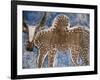 Cow Painted on a Headstone Near an Oromo Village, Ethiopia-Janis Miglavs-Framed Photographic Print