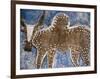 Cow Painted on a Headstone Near an Oromo Village, Ethiopia-Janis Miglavs-Framed Photographic Print