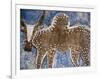 Cow Painted on a Headstone Near an Oromo Village, Ethiopia-Janis Miglavs-Framed Photographic Print