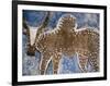 Cow Painted on a Headstone Near an Oromo Village, Ethiopia-Janis Miglavs-Framed Photographic Print