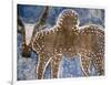 Cow Painted on a Headstone Near an Oromo Village, Ethiopia-Janis Miglavs-Framed Photographic Print