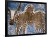 Cow Painted on a Headstone Near an Oromo Village, Ethiopia-Janis Miglavs-Framed Photographic Print