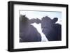 Cow Pair Sunbeams-null-Framed Photographic Print