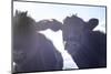 Cow Pair Sunbeams-null-Mounted Photographic Print