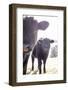 Cow Paired Together-null-Framed Photographic Print