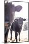 Cow Paired Together-null-Mounted Photographic Print