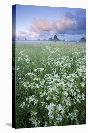 Cow Parsely (Anthriscus Sylvestris) in Meadow at Dawn, Nemunas Regional Reserve, Lithuania, June-Hamblin-Stretched Canvas