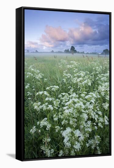 Cow Parsely (Anthriscus Sylvestris) in Meadow at Dawn, Nemunas Regional Reserve, Lithuania, June-Hamblin-Framed Stretched Canvas