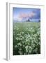 Cow Parsely (Anthriscus Sylvestris) in Meadow at Dawn, Nemunas Regional Reserve, Lithuania, June-Hamblin-Framed Photographic Print