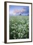 Cow Parsely (Anthriscus Sylvestris) in Meadow at Dawn, Nemunas Regional Reserve, Lithuania, June-Hamblin-Framed Photographic Print