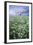 Cow Parsely (Anthriscus Sylvestris) in Meadow at Dawn, Nemunas Regional Reserve, Lithuania, June-Hamblin-Framed Photographic Print