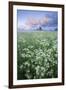 Cow Parsely (Anthriscus Sylvestris) in Meadow at Dawn, Nemunas Regional Reserve, Lithuania, June-Hamblin-Framed Photographic Print