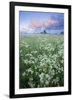 Cow Parsely (Anthriscus Sylvestris) in Meadow at Dawn, Nemunas Regional Reserve, Lithuania, June-Hamblin-Framed Photographic Print