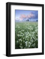 Cow Parsely (Anthriscus Sylvestris) in Meadow at Dawn, Nemunas Regional Reserve, Lithuania, June-Hamblin-Framed Photographic Print