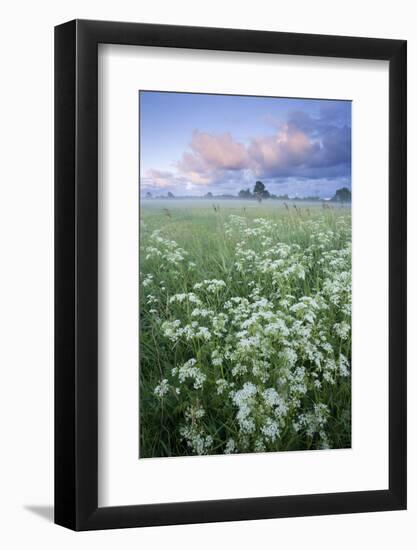 Cow Parsely (Anthriscus Sylvestris) in Meadow at Dawn, Nemunas Regional Reserve, Lithuania, June-Hamblin-Framed Photographic Print