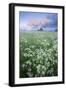 Cow Parsely (Anthriscus Sylvestris) in Meadow at Dawn, Nemunas Regional Reserve, Lithuania, June-Hamblin-Framed Photographic Print