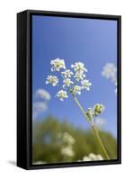 Cow Parsley Flowers-null-Framed Stretched Canvas