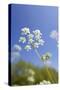 Cow Parsley Flowers-null-Stretched Canvas