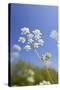 Cow Parsley Flowers-null-Stretched Canvas