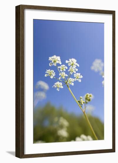 Cow Parsley Flowers-null-Framed Photographic Print