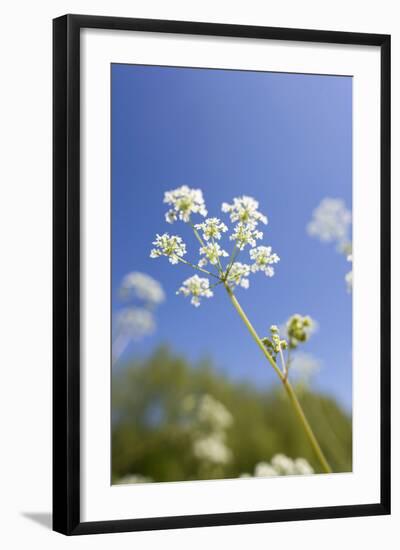 Cow Parsley Flowers-null-Framed Photographic Print