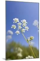 Cow Parsley Flowers-null-Mounted Photographic Print