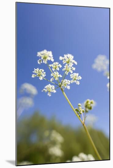 Cow Parsley Flowers-null-Mounted Photographic Print