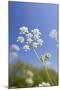 Cow Parsley Flowers-null-Mounted Photographic Print