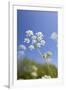 Cow Parsley Flowers-null-Framed Photographic Print